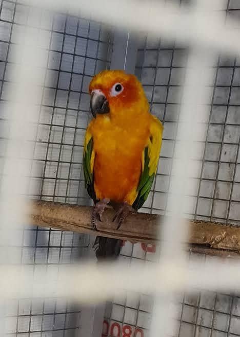 Sun conure 0