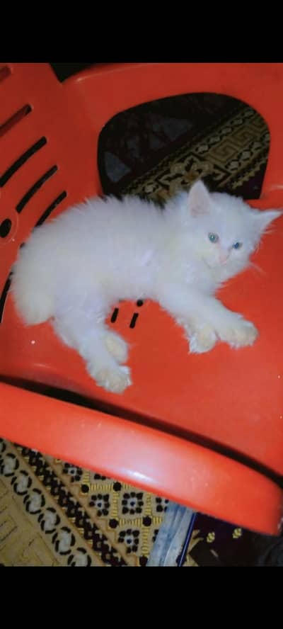 Persian doll face cat