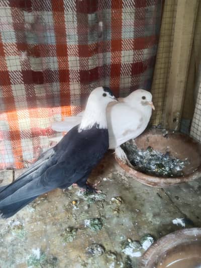 Black Karblai Male & Cherry Female &Two chicks