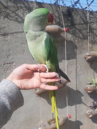 raw parrot for sale
