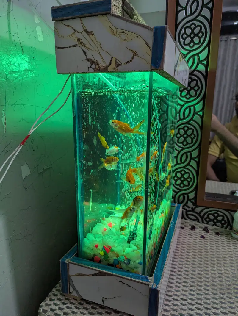 BEAUTIFUL Aquarium Setup