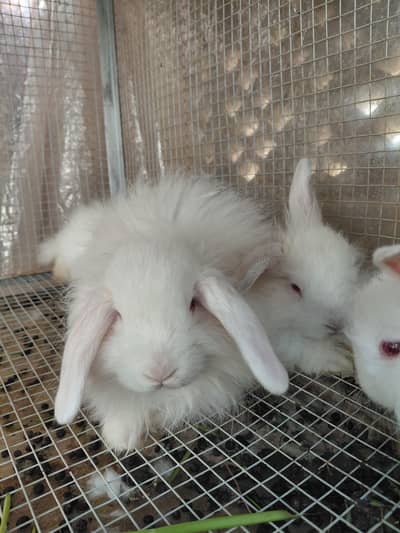 Premium Pure White Holland Lop Babies Available
