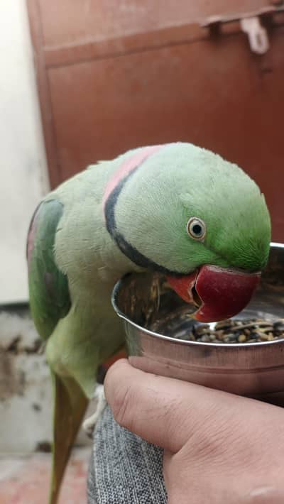 Raw Male Parrot for Sale
