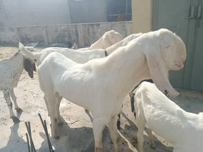 Bakra rajanpuri breader