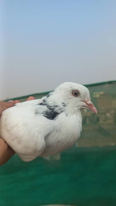 Golden Piegon for sale