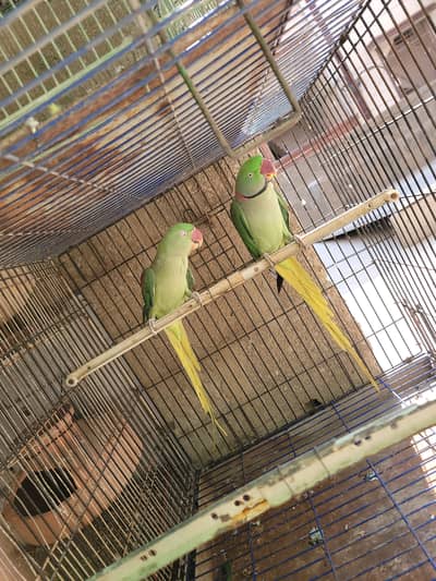 Raw Parrot Breeder Talking Tamed | Kashmiri | Alexander Parrot