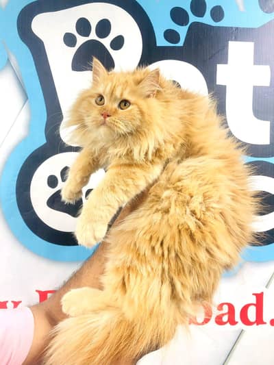 Persian triple coated punch face cat available for sale