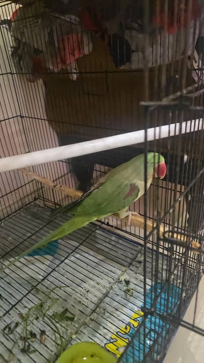 Jumbo size kashmiri Raw Pair for sale