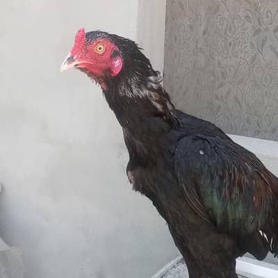 aseel lasani mushka lakha patha