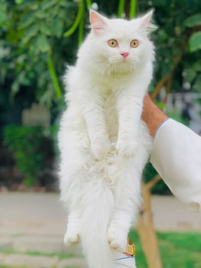 Persian triple coated punch face cat available for sale