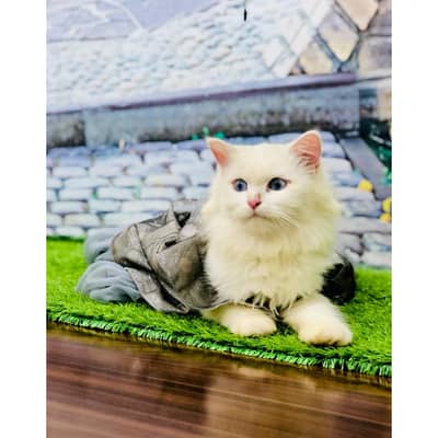 Persian triple coated punch face cat available for sale