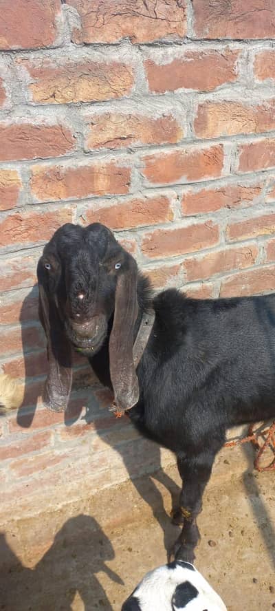 dono donda janwaar kala betal  and. Laal  nagra