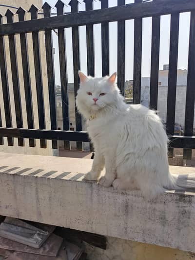 Persian cat