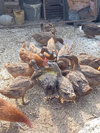 khaki Campbell ducks and desi murgi for sale