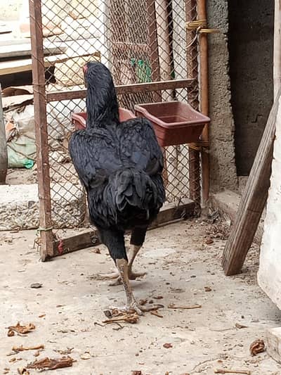Pure Jet Black King Size German O Shamo Female