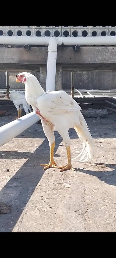 long tail parrot beak aseel