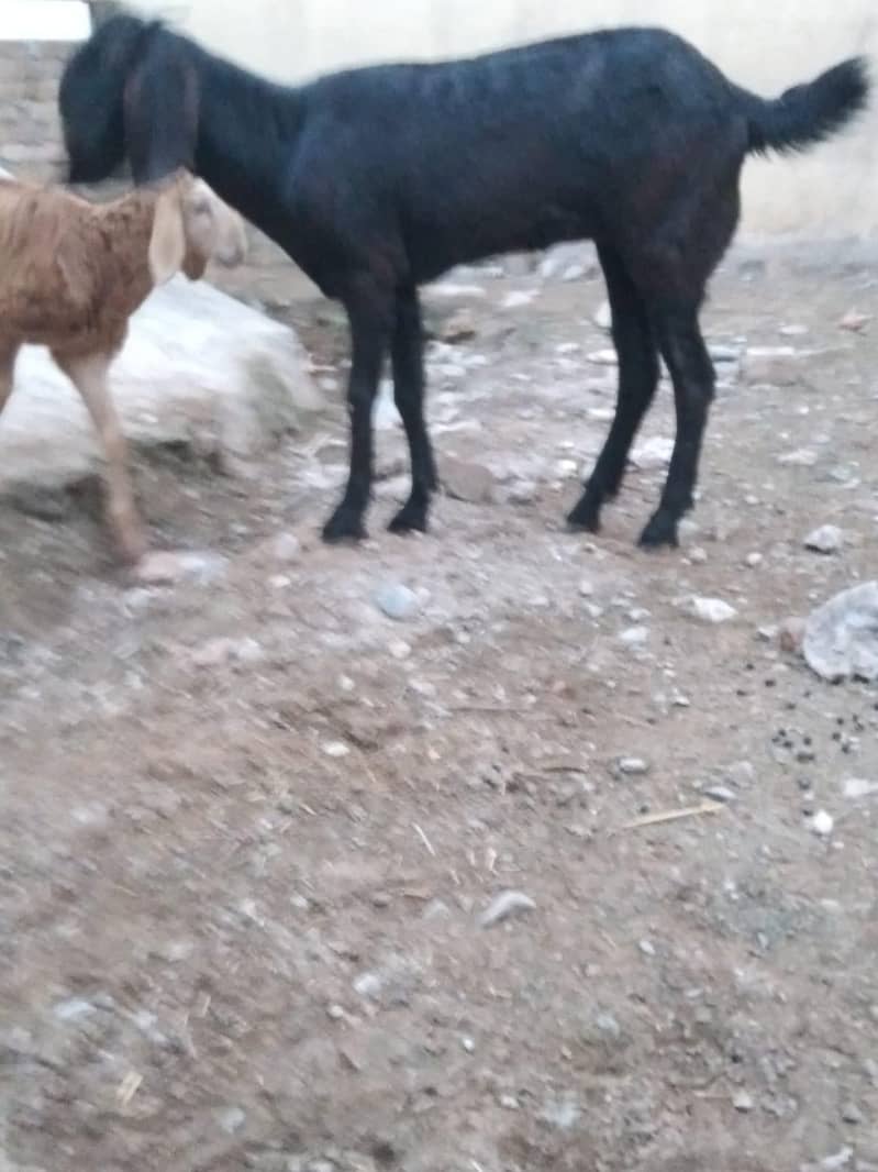 makechnii Bakra 1