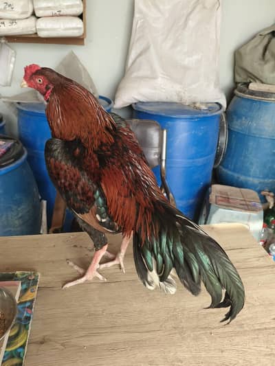 Aseel mianwali patha for sale