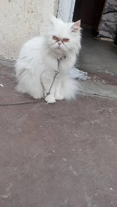 Persian Punch Face Cat