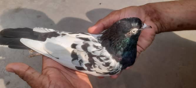 ماں بیٹا دونوں رام پوری ہیں