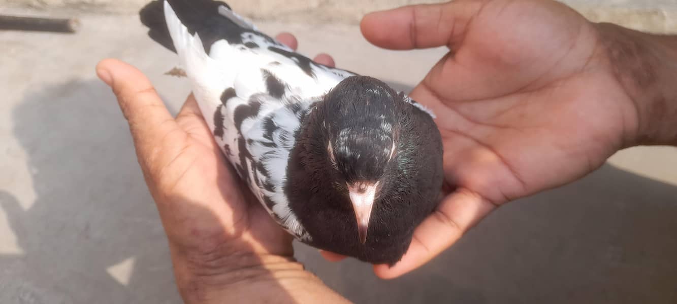 ماں بیٹا دونوں رام پوری ہیں 1