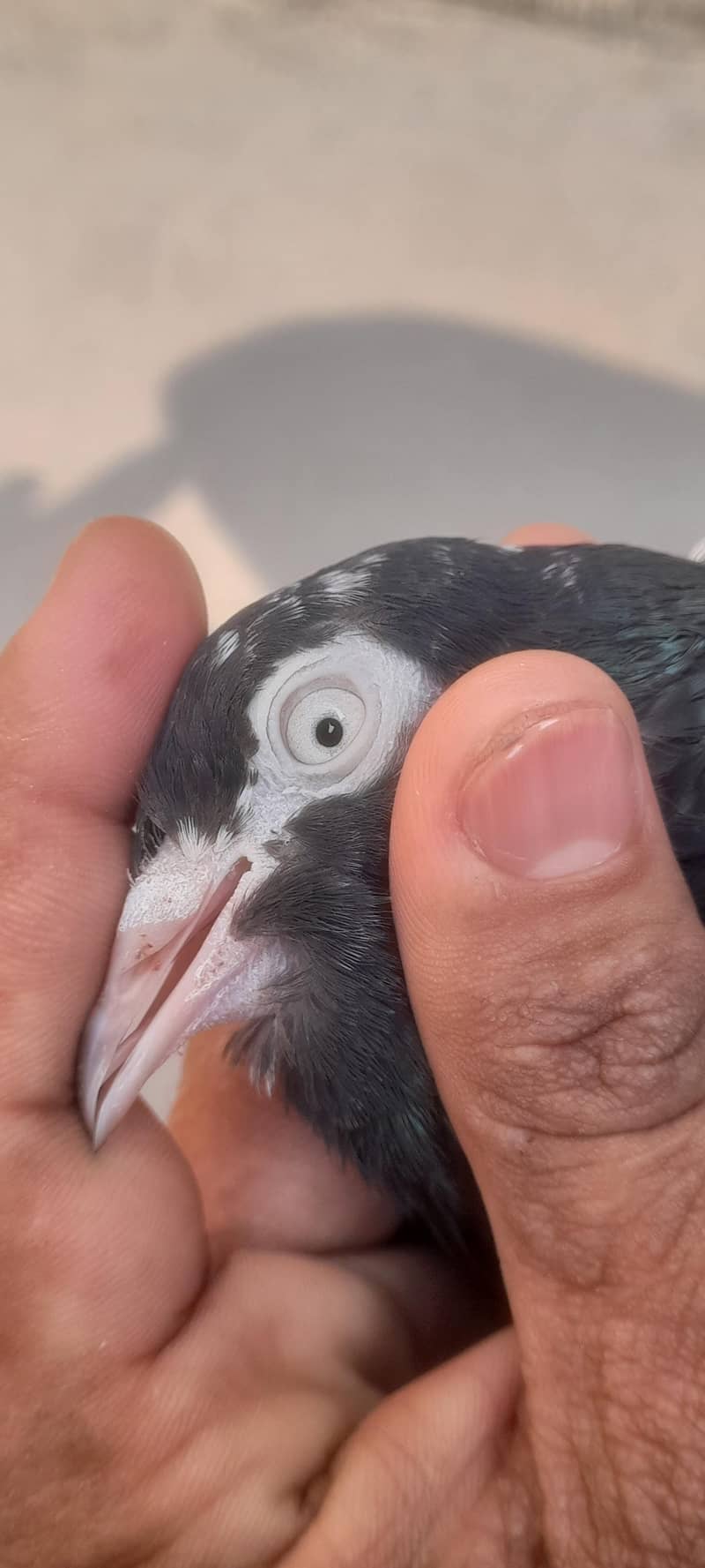 ماں بیٹا دونوں رام پوری ہیں 2