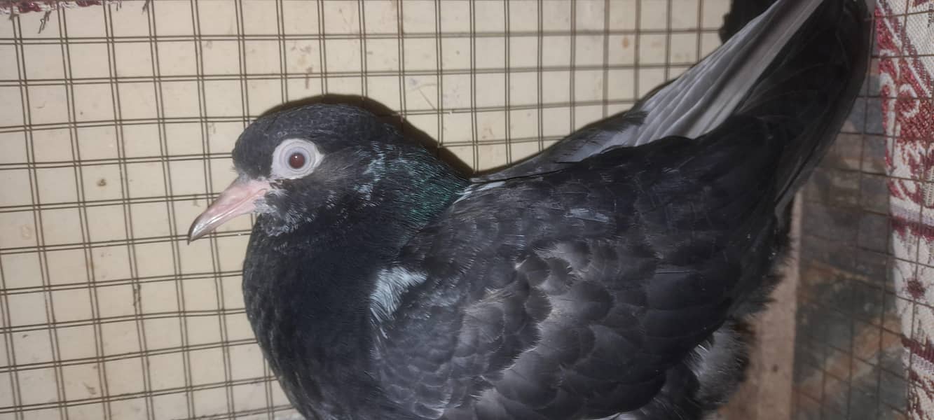 ماں بیٹا دونوں رام پوری ہیں 4