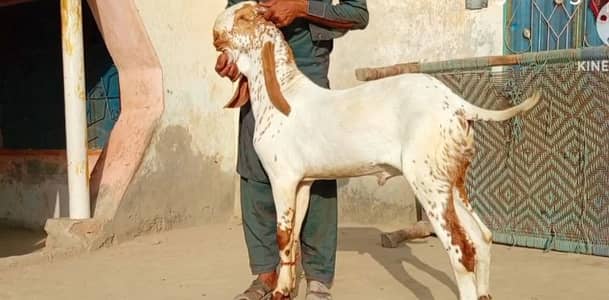 Makkah chini Bakra Urgent For Sale,03147608930