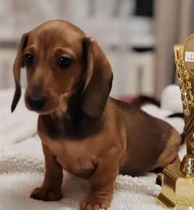 dunchound male for exchange not for sale.