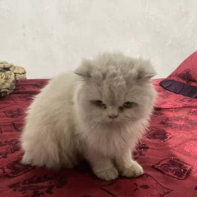 white pesian cat for sale