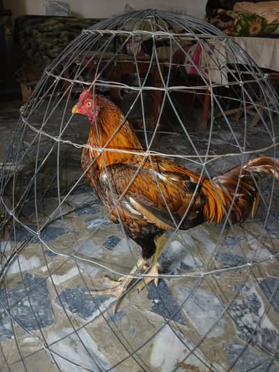 full jawan aseel patha