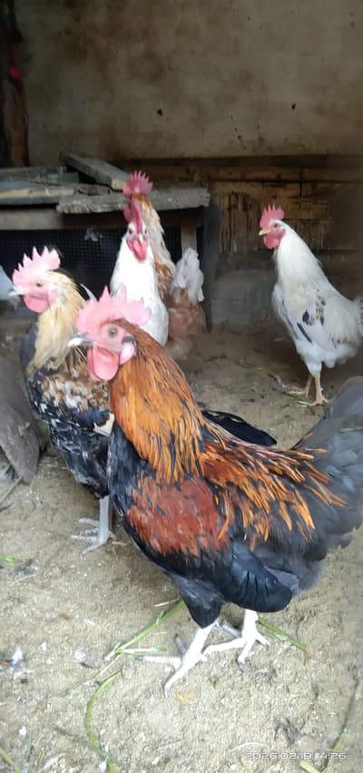 Golden Misri Murga (Male)