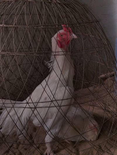 paper white heera pair for sale