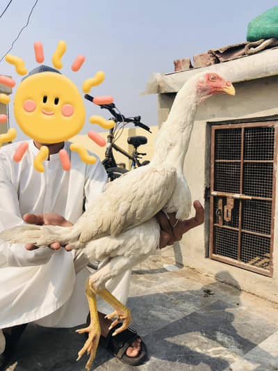 pure whiteo shamo pathay  long hight healthy active only message ok