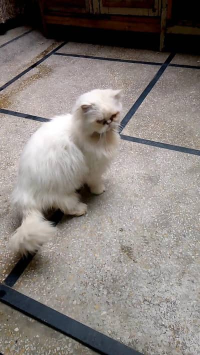 Ex Punch Male Available For Mating