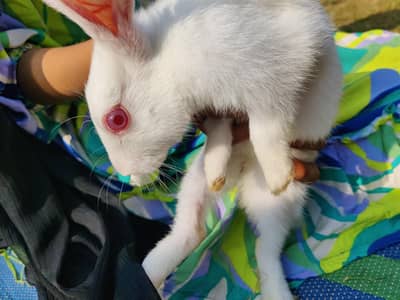 Male Rabbits urgent for sale