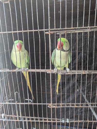 Raw Perot breeder pair for sale