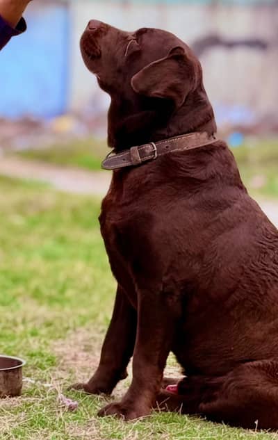 Choclate labrador Retriver