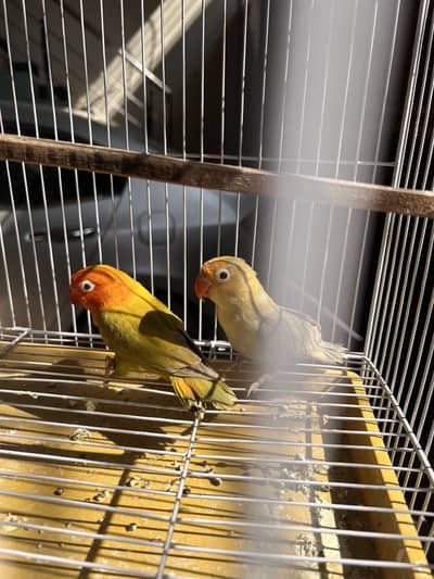 Parblue split opline palefellow and green opline palfellow males