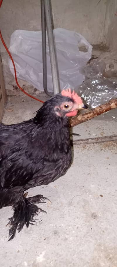 bantam male zero size
