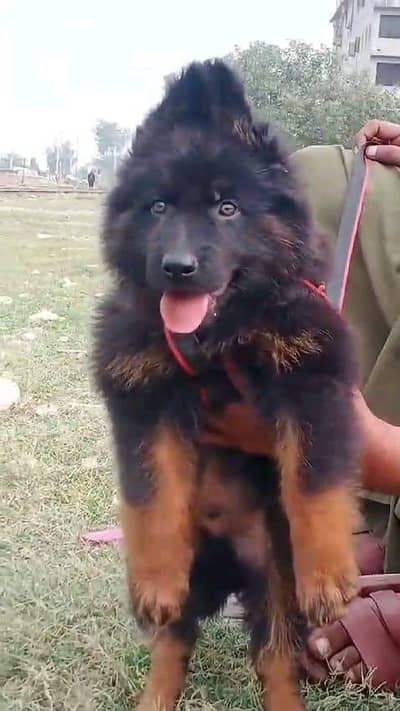 German shepherd puppies  double cot my WhatsApp number 0340729094o