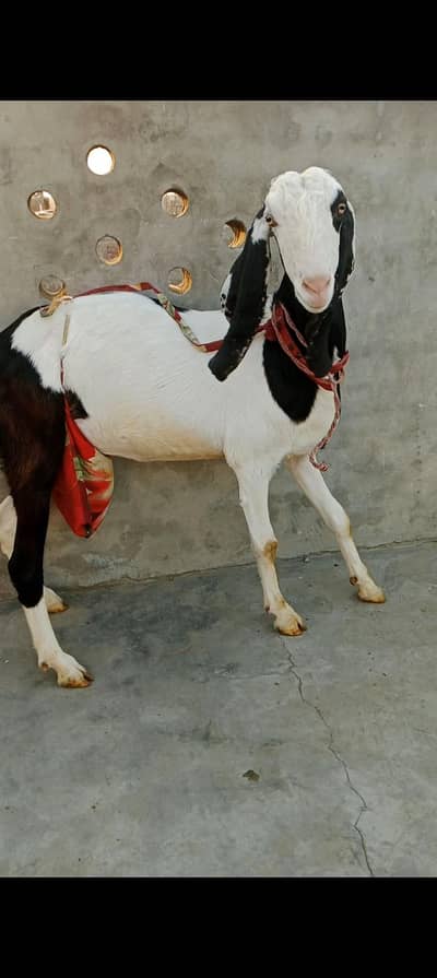 Desi Bakri dood wali with 2 kids