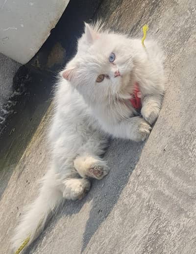 Cat for sale only 14k