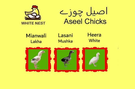 Aseel Chicks of Mianwali Lasani Lakha Jawa Mushka Heera, Fertile Eggs