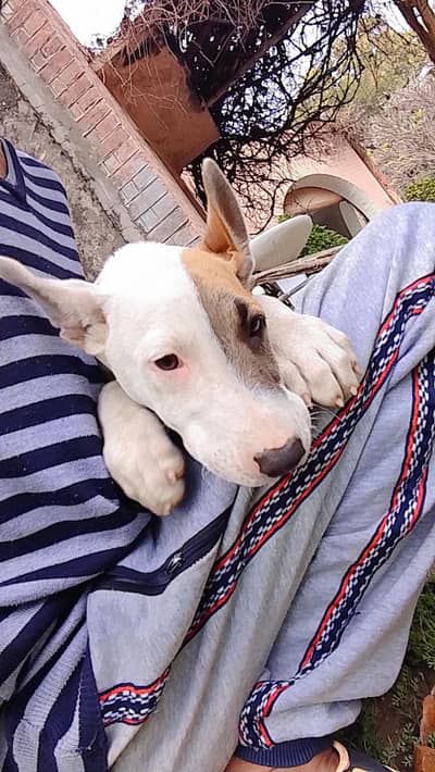 Bull terrier  dog with cross bully dog