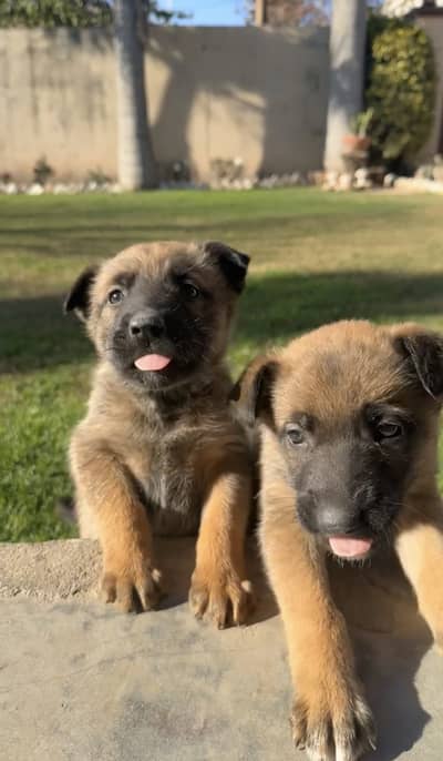 High-drive pedigree Belgian shepherd puppies for sale
