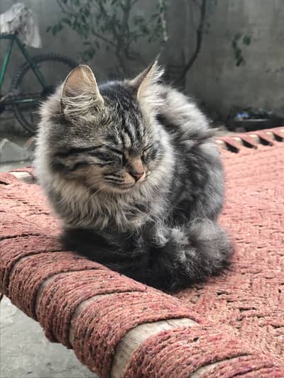 3 cod ha 03042737343