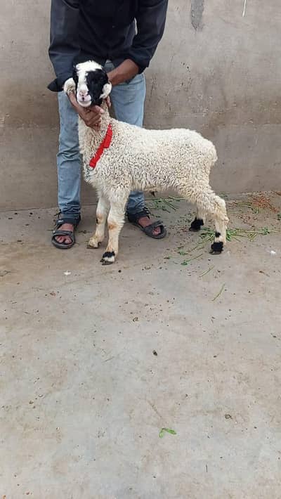 MASHALLAH pure mundra naqabposh gulabi nose mey