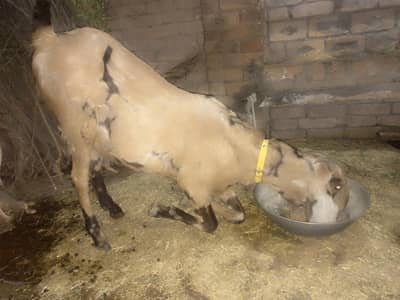 pure beetle 15 din ly gi bachy deny main