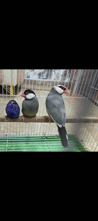 Finches with cage